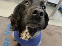 Tails from South Moor by vet Freya Lawrence | Nip and Tuck